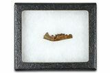 Cretaceous Fossil Mammal Jaw Section w/ Teeth - Wyoming #379753-4
